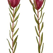 Meu projeto do curso: Ilustração botânica com aquarela. Un projet de Illustration botanique de Sara Maria - 22.11.2020