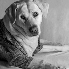 Mi Proyecto del curso: Introducción a la fotografía de perros. Photograph project by Alessandra - 11.23.2020