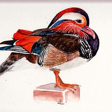 Ilustración naturalista de aves con acuarela. Traditional illustration project by Regina von Reitzenstein - 11.24.2020