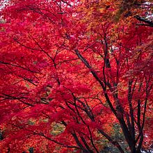 Color of Seasons. Photograph, and Fine-Art Photograph project by Yaopey Yong - 04.08.2021