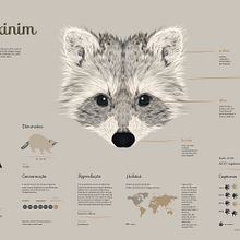 Infografia Guaxinim. Design, Graphic Design, Traditional illustration, Infographics, and Vector Illustration project by Luísa Rocha - 11.26.2020