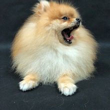 Mi Proyecto del curso: Introducción a la fotografía de perros. Un progetto di Fotografia in studio di Judit Sitjà - 26.11.2020
