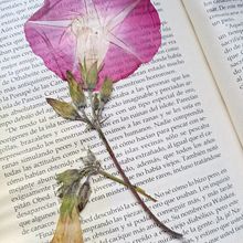 Flores Prensadas Ein Projekt aus dem Bereich Design, Fotografie für Instagram, Kreativität, DIY und Smartphonefotografie von Aleksandra Nikiforova - 28.11.2020