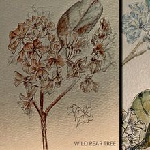 My projects in Botanical Watercolor Sketchbook course. Botanical Illustration, Ink Illustration, and Sketchbook project by vivian - 11.28.2020