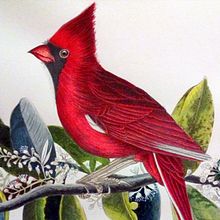 Cardinal -Illustration. Botanical Illustration, Traditional illustration, and Watercolor Painting project by Sambotin Georgiana - 12.30.2018