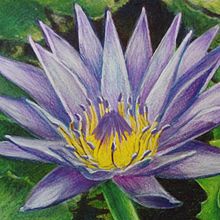 Water Lily - Illustration. Botanical Illustration, Traditional illustration, and Watercolor Painting project by Sambotin Georgiana - 06.10.2020