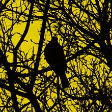 Bird in the City - Photography. Fine-Art Photograph, Outdoor Photograph, and Photograph project by Sambotin Georgiana - 06.19.2015