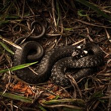 Grass Snake - Photography. Digital Photograph, Fine-Art Photograph, Outdoor Photograph, and Photograph project by Sambotin Georgiana - 06.18.2015