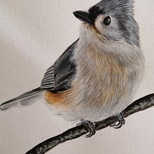 Herrerillo Bicolor. Traditional illustration project by Claudia White - 11.30.2020