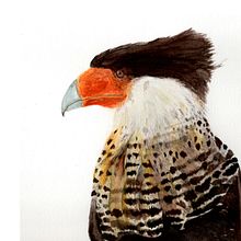 Mi Proyecto del curso: Ilustración naturalista de aves con acuarela. Pintura em aquarela projeto de stephanibalo - 30.11.2020