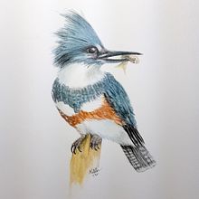 My project in Naturalist Bird Illustration with Watercolors course. Watercolor Painting project by Marilyn Allen - 12.04.2020