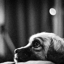 la vida de perro de Wanda y Boxy...  . % Giovana Higa tarafından hazırlanan Güzel Sanatlar Fotoğrafçılığı projesi - 12.05.2020
