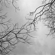 Skogen. Film Photograph project by C. Mario del Río - 12.05.2020