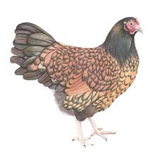 Mein Kursprojekt: Naturalistische Aquarellillustration von Vögeln. Traditional illustration project by Rebecca Bechtold - 12.09.2020
