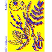 Estamos sob a influência de fortes psicotrópicos. Un progetto di Illustrazione botanica di Frances Sansão - 09.11.2019