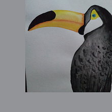 Some of the birds I drew in the last 12 months. Drawing, and Watercolor Painting project by cathalijn - 12.09.2020
