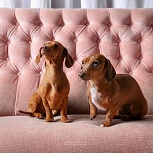 Dachshunds. Photograph, Fine-Art Photograph, Portrait Photograph, Lifest, and le Photograph project by Diana Danzo - 12.11.2020