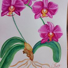 A beleza das orquídeas . Un projet de Illustration traditionnelle, Beaux Arts, Peinture, Dessin, Aquarelle et Illustration botanique de Antonieta Pavanelo - 27.11.2021