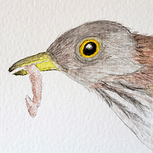 Mi Proyecto del curso: Ilustración naturalista de aves con acuarela Ein Projekt aus dem Bereich Traditionelle Illustration und Aquarellmalerei von San Dra - 11.12.2020