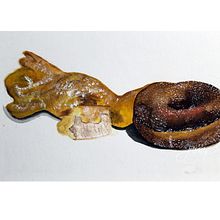 Pan de Dulce . Ilustrație tradițională de Esli Oros García - 12.12.2020