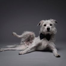 Mi Proyecto del curso: Introducción a la fotografía de perros. Projekt z dziedziny Fotografia na Instagram użytkownika Jose lucena spadavecchia - 12.12.2020