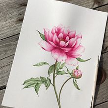 Mi Proyecto del curso: Ilustración botánica con acuarela. Projekt z dziedziny R, sunek botaniczn i Malowanie akwarelą użytkownika lucreciaxb - 05.01.2021