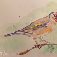 Mi Proyecto del curso: Acuarela artística para ilustración de aves. Fine Arts project by Susana Pérez Fornell - 12.17.2020
