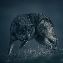 Iberian Wolf. Un progetto di Fotografia di ritratto di Roger Martínez Molina - 19.12.2020