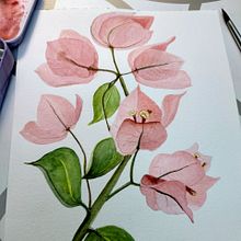 Mi Proyecto del curso: Ilustración botánica con acuarela - GIRASOL y BUGAMVILIAS. Traditional illustration, Fine Arts, Painting, Drawing, Watercolor Painting, and Botanical Illustration project by Cecilia Mora Bonilla - 12.14.2020