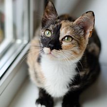 Shelter Cat. Un proyecto de Fotografía de Olga Shkolna - 20.12.2020