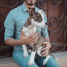 Mi Proyecto del curso: Fotografía lifestyle de perros. Een project van Fotografie, Lifest y le fotografie van Daniel Pazarán - 21.12.2020