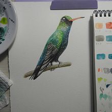 Meu projeto do curso: Ilustração naturalista de aves com aquarela. Watercolor Painting project by Amanda Cherutte - 12.29.2020