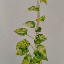 My project in Botanical Illustration with Watercolors course. Watercolor Painting project by Dino Paolo Cortes - 12.22.2020