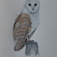 Mi Proyecto del curso: Ilustración naturalista de aves con acuarela. Projekt z dziedziny  Sztuki piękne, Ilustracja naturalist i czna użytkownika mayaleon88 - 05.01.2021