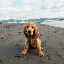 Arya little puppy. Fine-Art Photograph, Lifest, and le Photograph project by Ana Belen Soriano Ruiz - 12.24.2020
