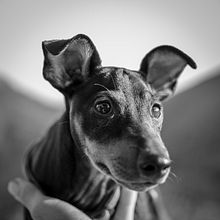 fotografía canina. Fotografia projeto de Jose Antonio Gonzalez - 26.12.2020