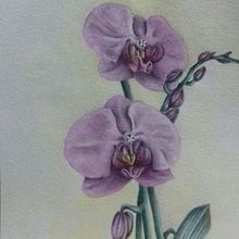 orquideas. Watercolor Painting project by Rosalia Di Maggio - 12.26.2020