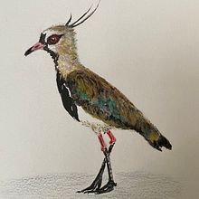 Mi Proyecto del curso: Ilustración naturalista de aves con acuarela. Watercolor Painting project by Marina Noirdis - 12.26.2020