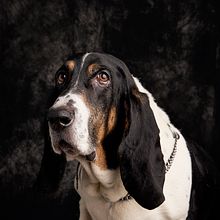 Mi Proyecto del curso: Introducción a la fotografía de perros. Photograph project by Aldo Max Garcia - 12.26.2020