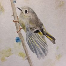 Ruby crowned kinglet, female. Pintura em aquarela projeto de daveythecat - 26.12.2020