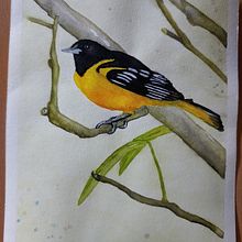 My project in Artistic Watercolor Techniques for Illustrating Birds course. Watercolor Painting project by Sandra Thyssen - 01.02.2021