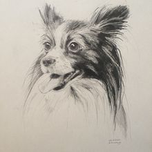Dogs' pencil portraits. Traditional illustration project by A KJ - 12.27.2020