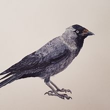 My project in Naturalist Bird Illustration with Watercolors course. Watercolor Painting project by n0n - 12.31.2020