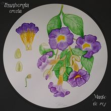 Mi Proyecto del curso: Acuarela botánica: ilustra la anatomía de las flores. Botanical Illustration, and Watercolor Painting project by Ana Karina Moreno - 12.27.2020