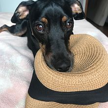 Meu projeto do curso: Fotografia lifestyle de cachorros. Projekt z dziedziny Fotografowanie smartfonem użytkownika Yukie Kabashima - 27.12.2020