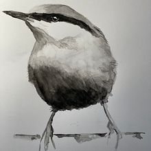 My project in Artistic Watercolor Techniques for Illustrating Birds course. Watercolor Painting project by smisaphoto - 12.28.2020