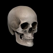 Female skull. Un proyecto de Modelado 3D de Amparo Pérez Aparicio - 28.12.2018