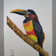 Meu projeto do curso: Técnicas expressivas de aquarela para ilustração de pássaros. Een project van Aquarelschilderen van Rogéria Gaudencio - 28.12.2020