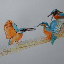 three kingfishers. Un proyecto de Pintura a la acuarela de Marc Barends - 28.12.2020