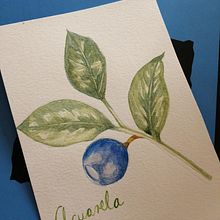 Mi Proyecto del curso: Ilustración botánica con acuarela. Un progetto di Illustrazione botanica di Martha Tejeida - 28.12.2020